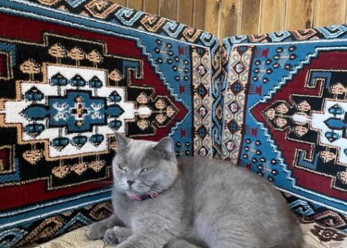 酒店 Avlu Cave House *